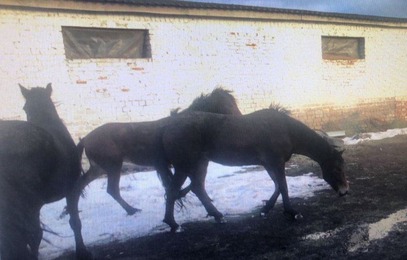В Лискинский районный суд направлено уголовное дело по обвинению местного жителя в совершении кражи лошади и двух жеребят